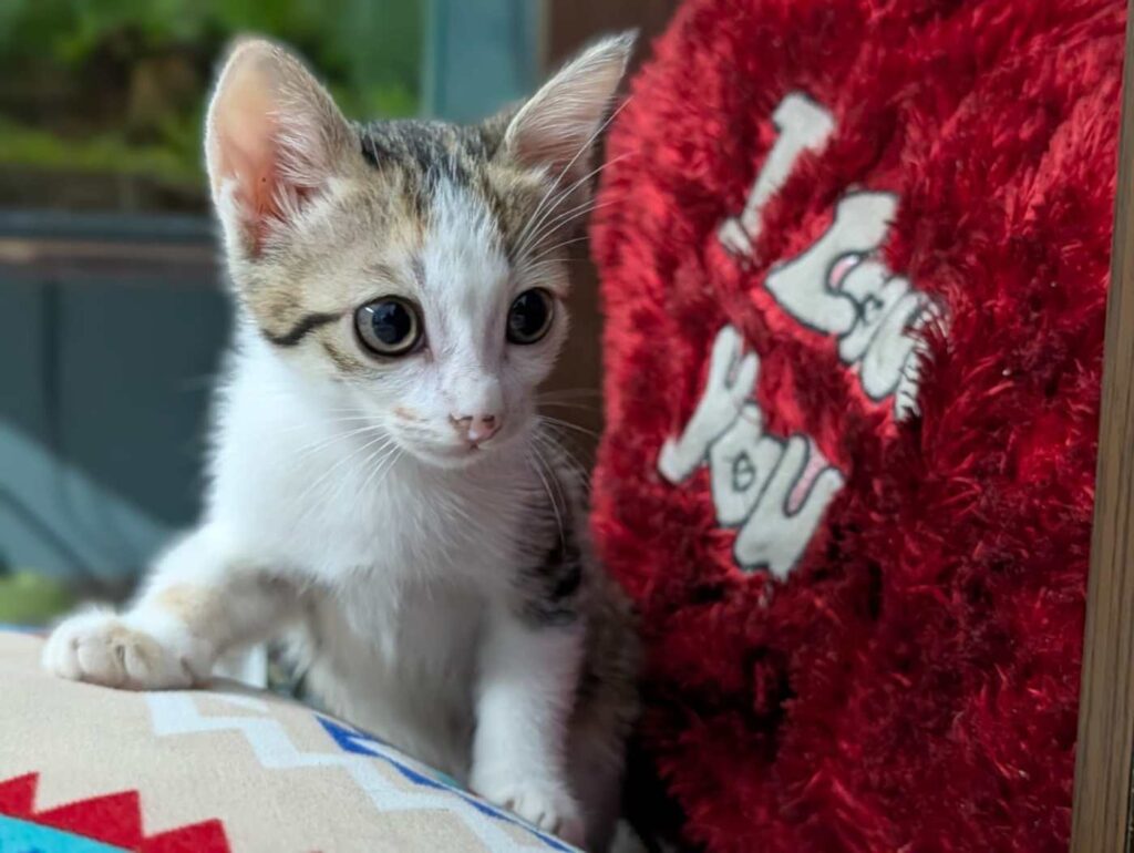 A white and tabby calico kitten perched beside a red plush cushion