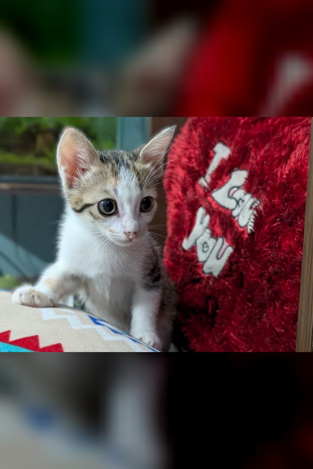 Macchi and Santu, Two Kittens Born to a Street Cat in Cox Town — Bengaluru
