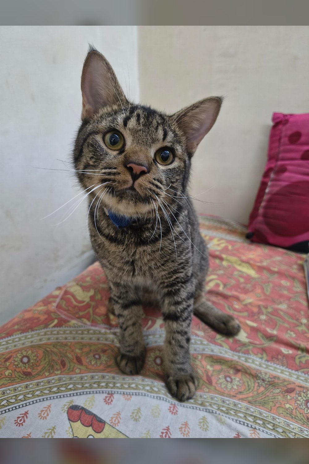A Nine-Month-Old Cat Looking For a Home — Delhi NCR