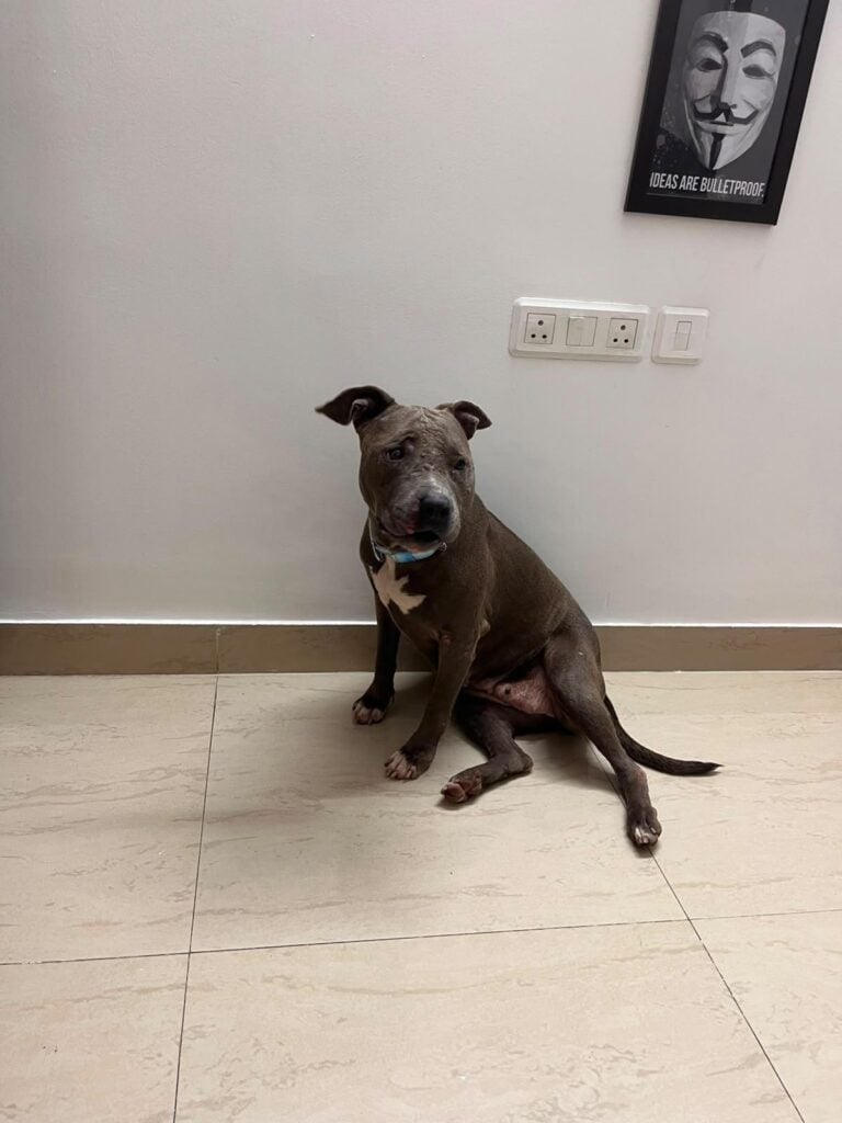 Friendly female American Bully found near a temple in Greater Noida, up for adoption