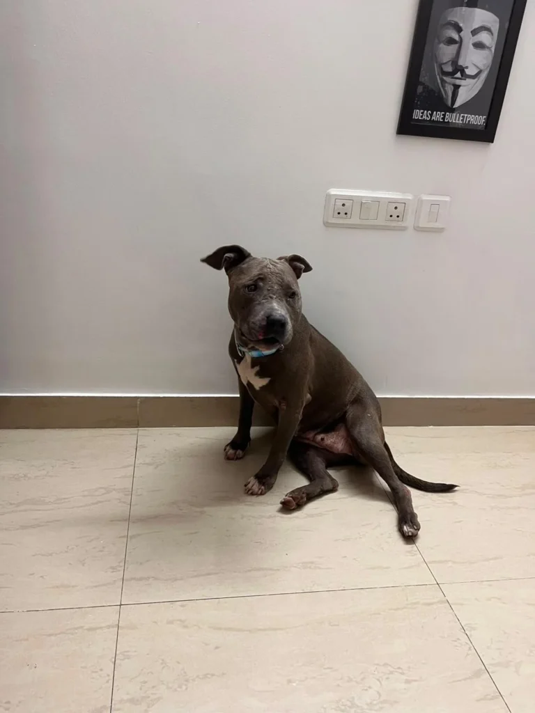 Friendly female American Bully found near a temple in Greater Noida, up for adoption
