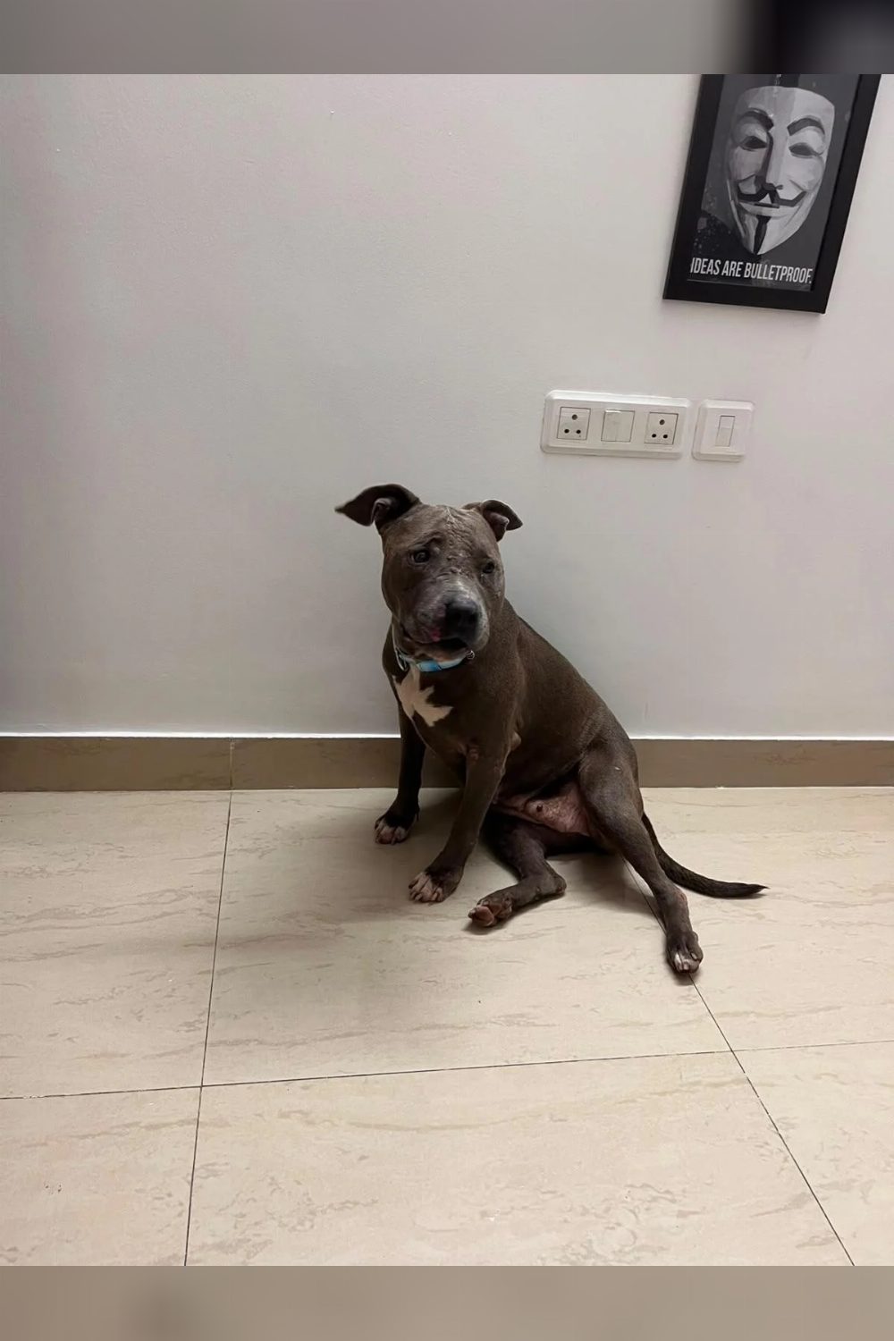 Friendly female American Bully found near a Greater Noida temple — Delhi NCR