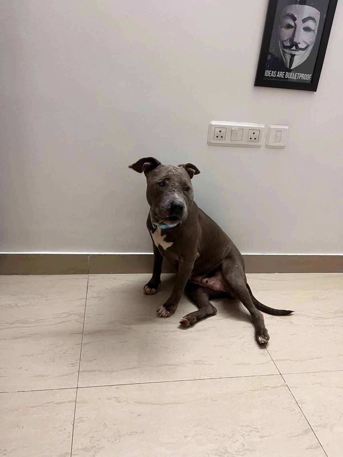 Friendly female American Bully found near a Greater Noida temple in Delhi NCR