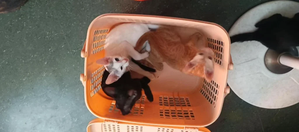 Three kittens, white-and-orange, ginger and black, piled together inside an orange plastic laundry basket