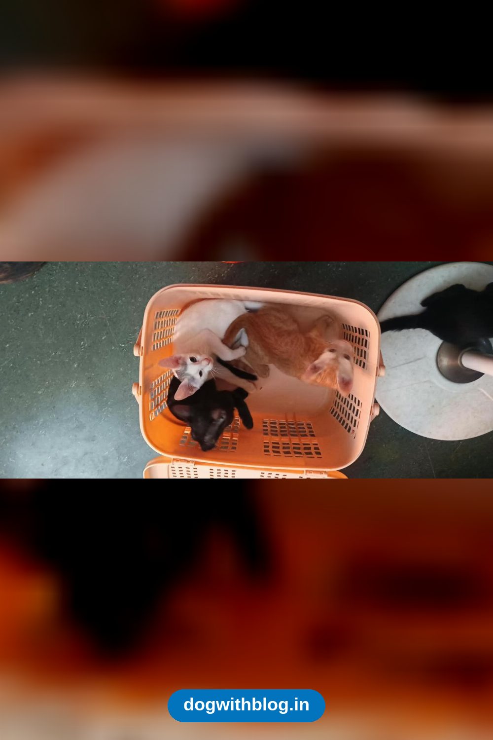 Two-Month-Old Kittens Are Ready for a Home in OMR — Chennai