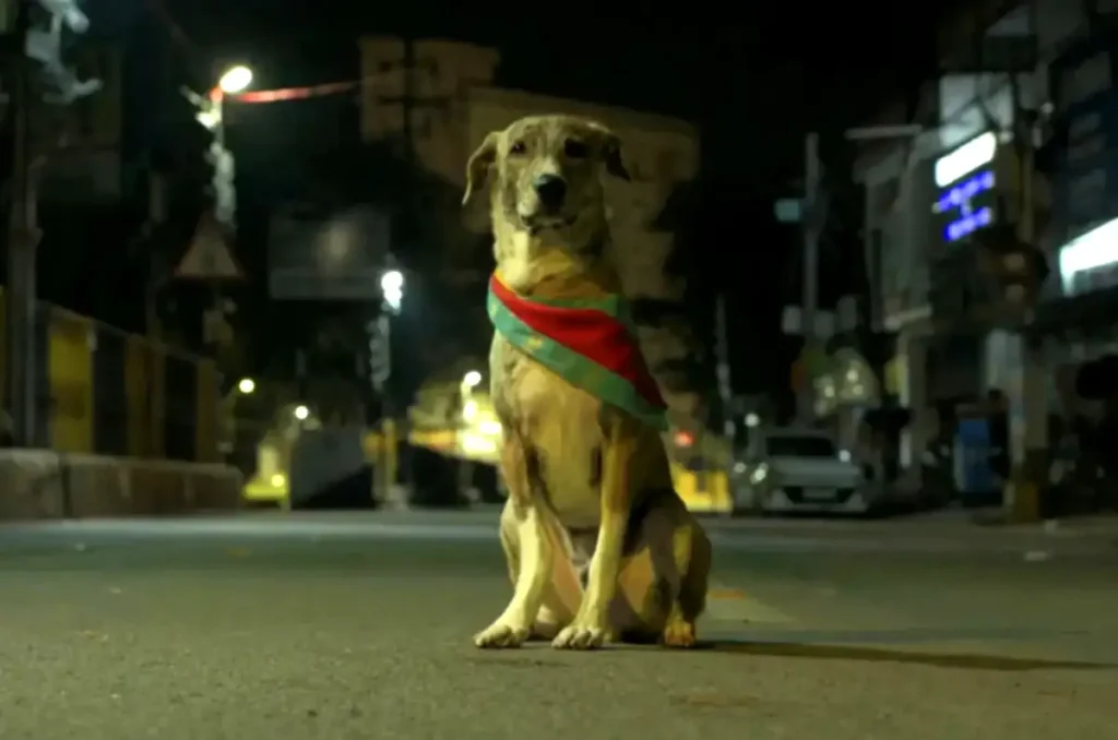 A tan Indian street dog sits alone on an empty city road at night, wearing a red and green sash, in a still from Ohh My Dog (2026).