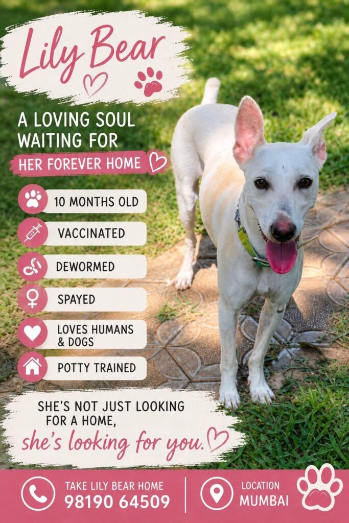 Poster of Lily Bear, a white indie dog standing on grass with her tongue out, listing her age and vaccination status