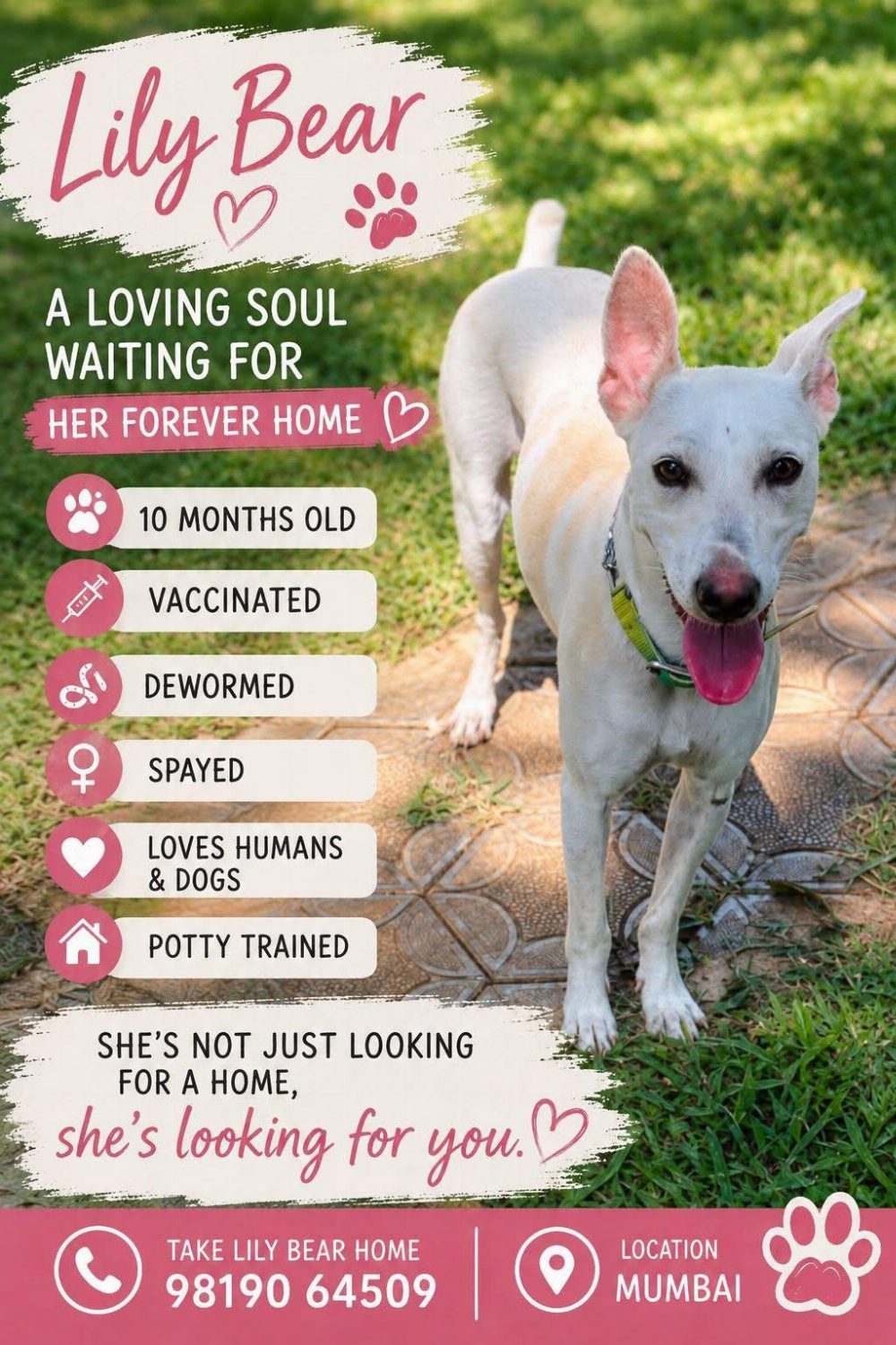 Lily Bear, a ten-month-old indie who is already spayed and potty trained — Mumbai