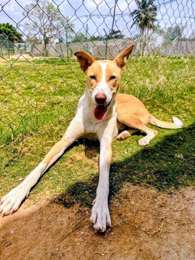 Olly, a tan and white indie dog, lying on grass beside a chain-link fence with his front legs stretched forward and his tongue out