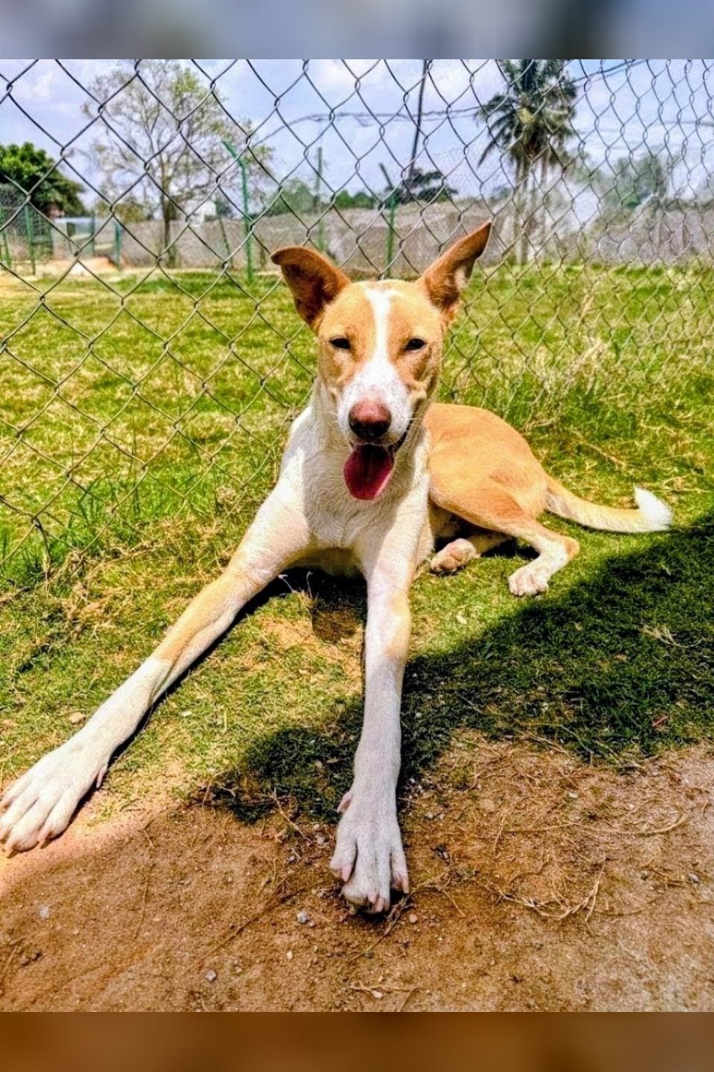 Olly, a three-year-old indie dog, is looking for a calm home — Bengaluru