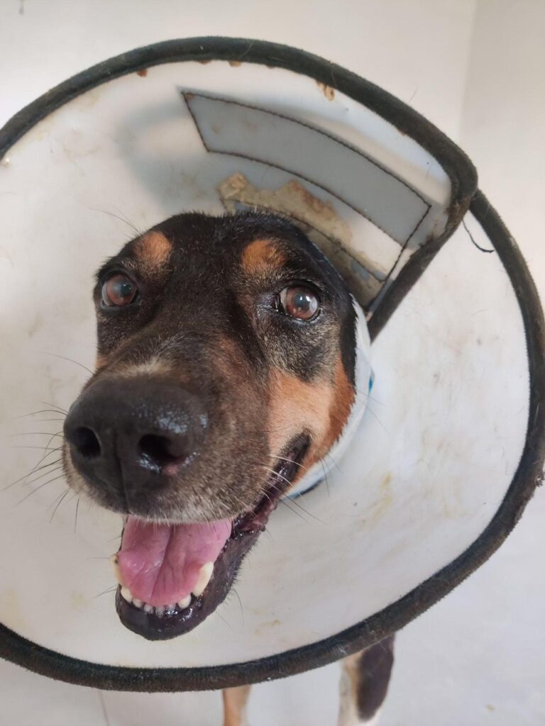 Blacky, a five-year-old male indie dog recovering from an ear injury in Vasant Kunj, Delhi