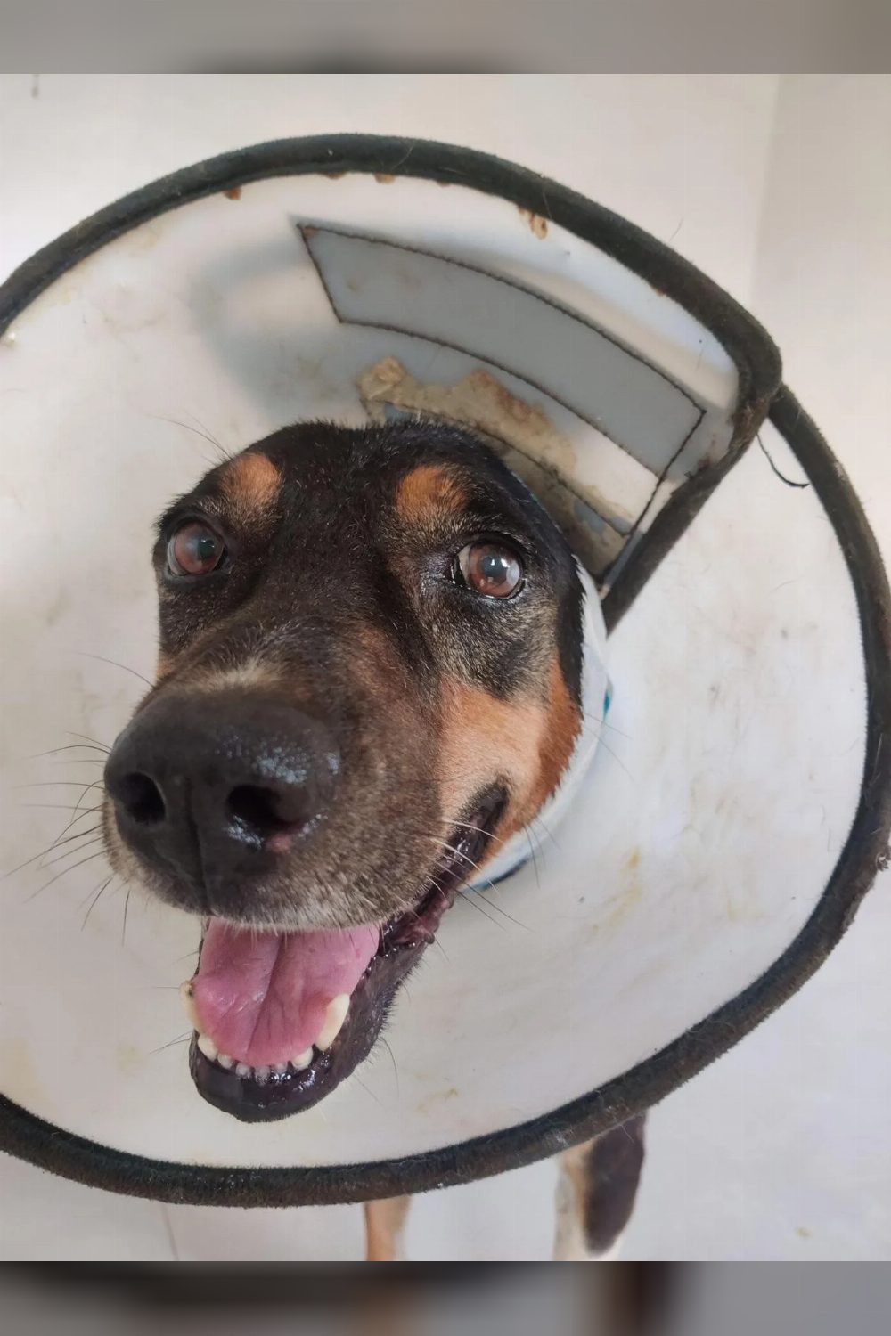 Blacky, a five-year-old indie recovering from a near-fatal ear injury — Delhi NCR