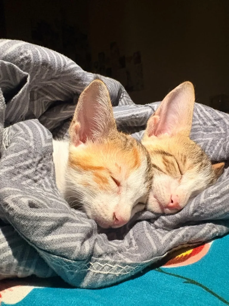 Two ginger-and-white kittens sleeping curled together nose to nose on a striped grey blanket