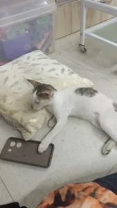 An abandoned four-month-old kitten in Juhapura wants a lap to sleep in