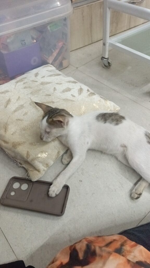 Four-month-old Indian kitten abandoned near a shop in Juhapura, Ahmedabad, up for adoption