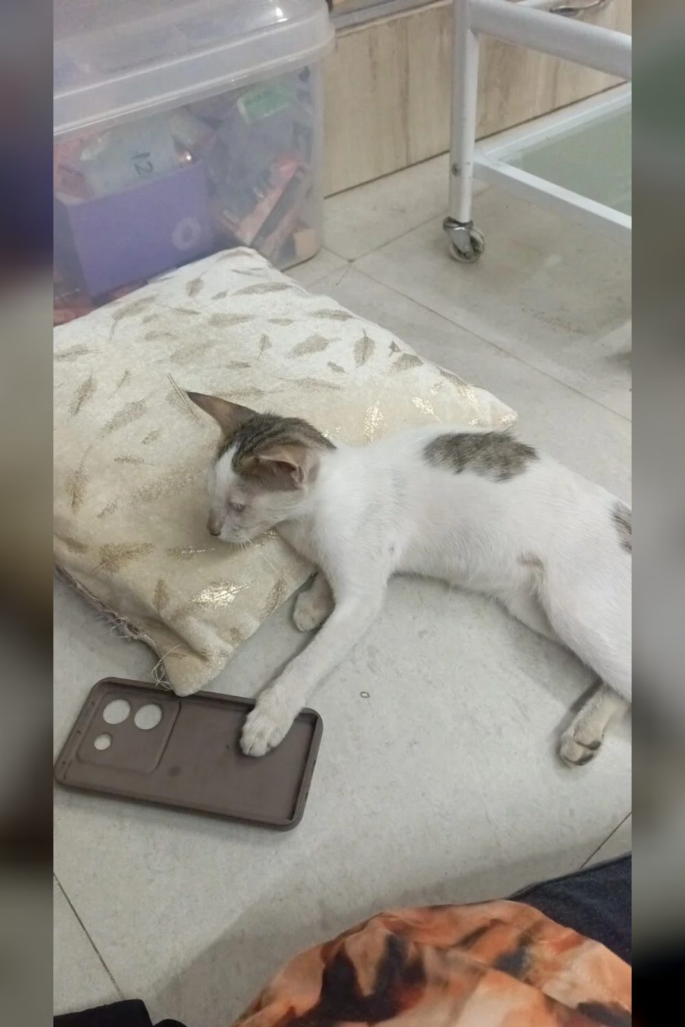 An abandoned four-month-old kitten in Juhapura wants a lap to sleep in — Ahmedabad