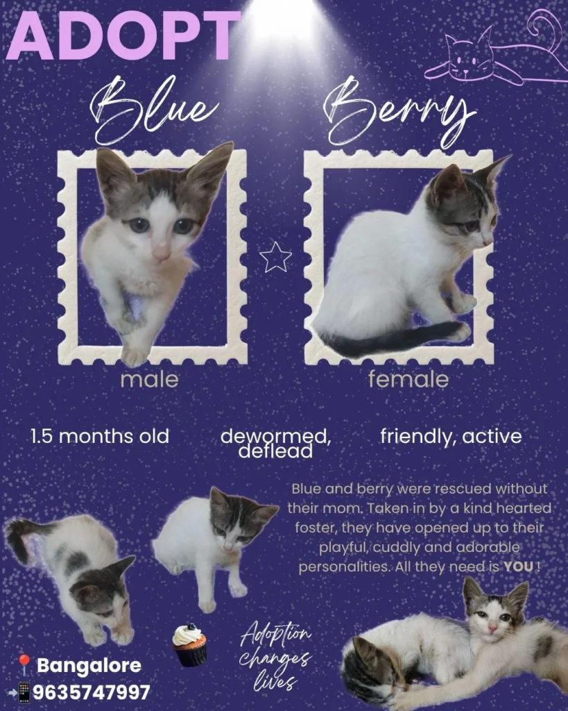 Do bhai-behen, dono tabahi ⭐ - pet for adoption in Bengaluru