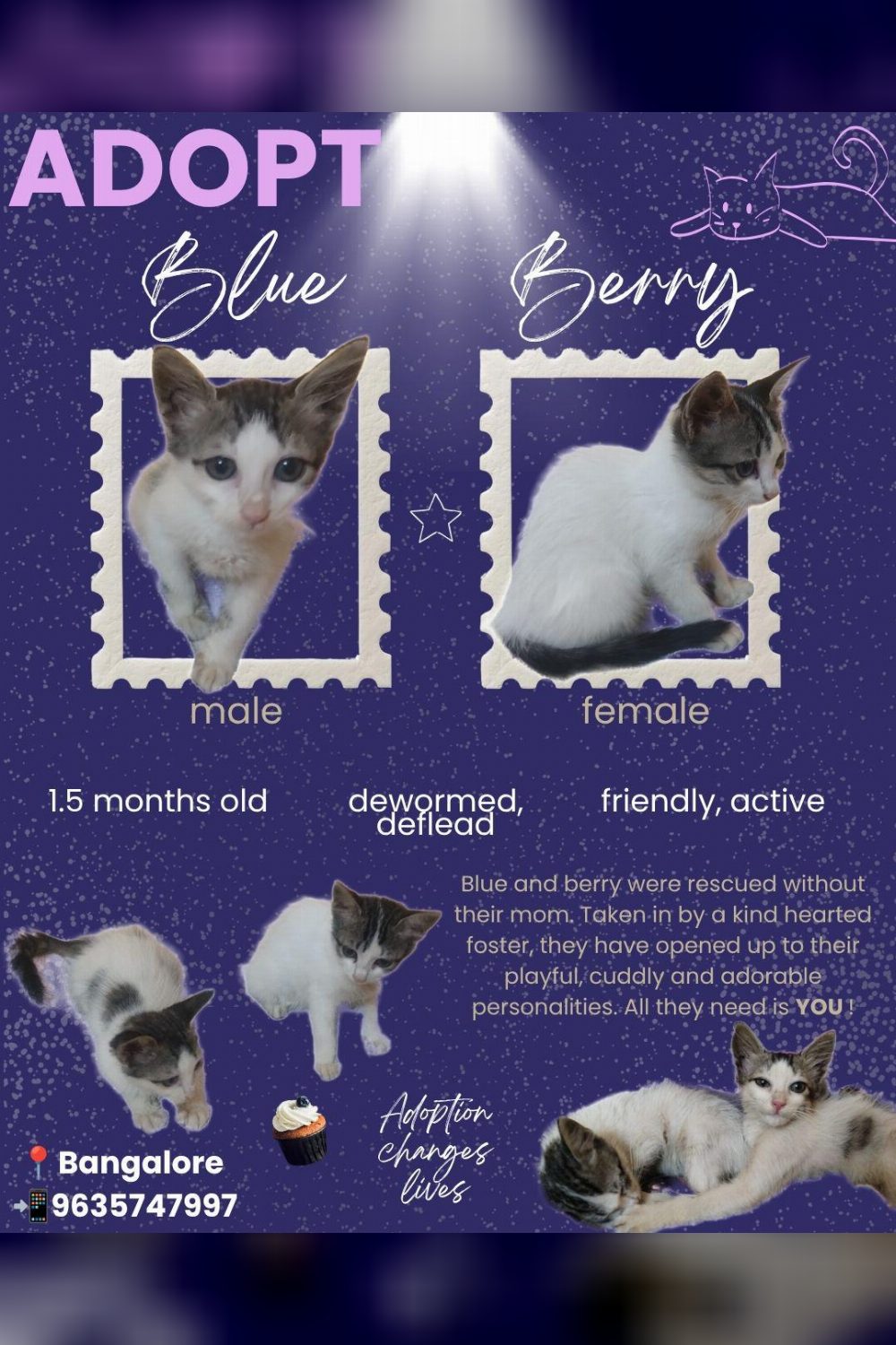 Blue and Berry, Bonded Kittens Whose Foster Runs Out of Time on 1 September — Bengaluru