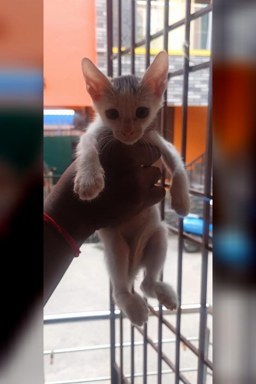 Kittens for Adoption in Navalur — Chennai