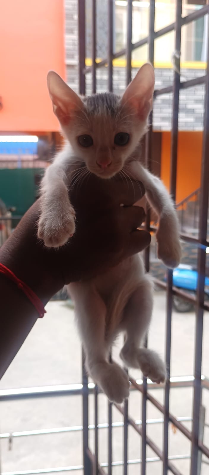 Kittens for Adoption in Navalur — Chennai