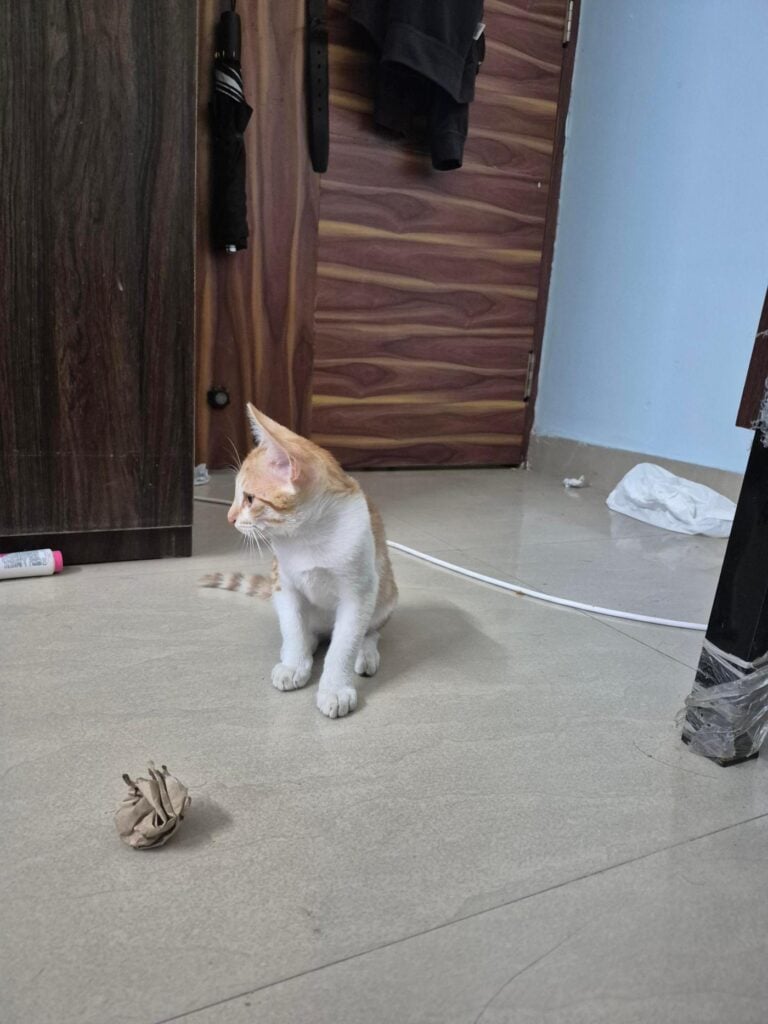 Cream and brown tabby kitten looking up at the camera indoors in Electronic City, Bengaluru