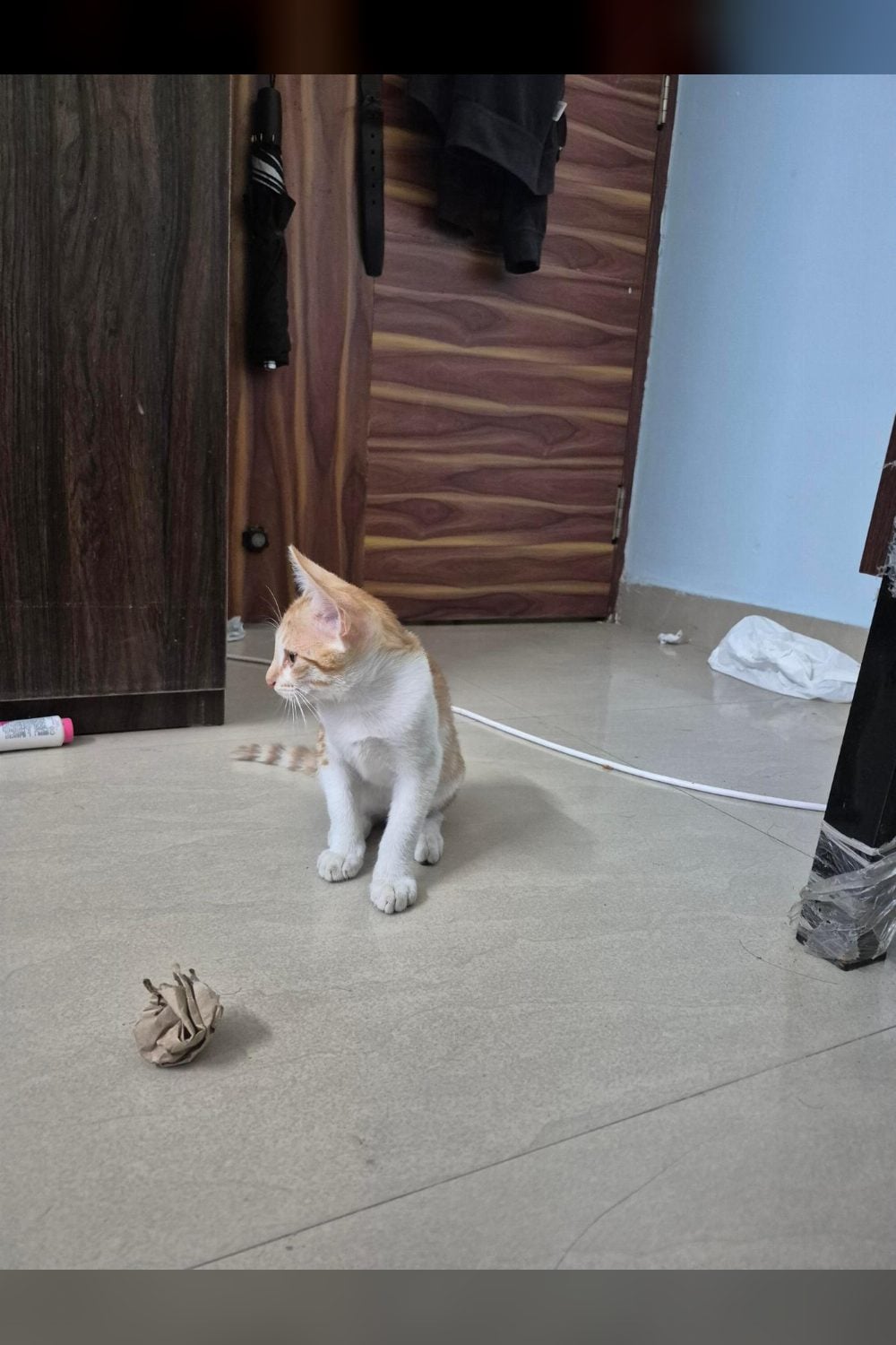 An eleven-week-old brown tabby kitten in Electronic City is still waiting — Bengaluru