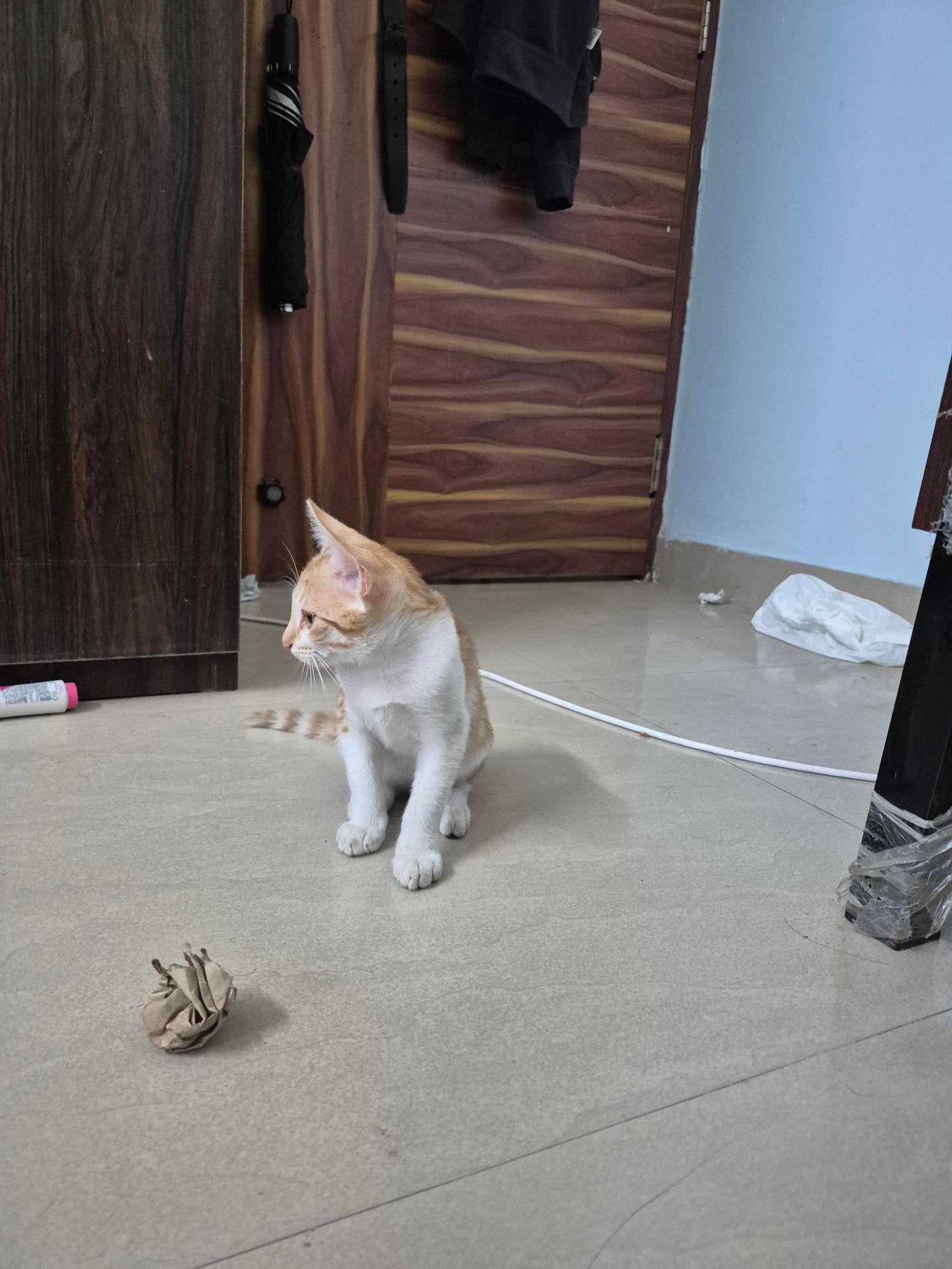 An eleven-week-old brown tabby kitten in Electronic City is still waiting — Bengaluru