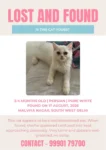 Found Cat — Malviya Nagar — Delhi NCR