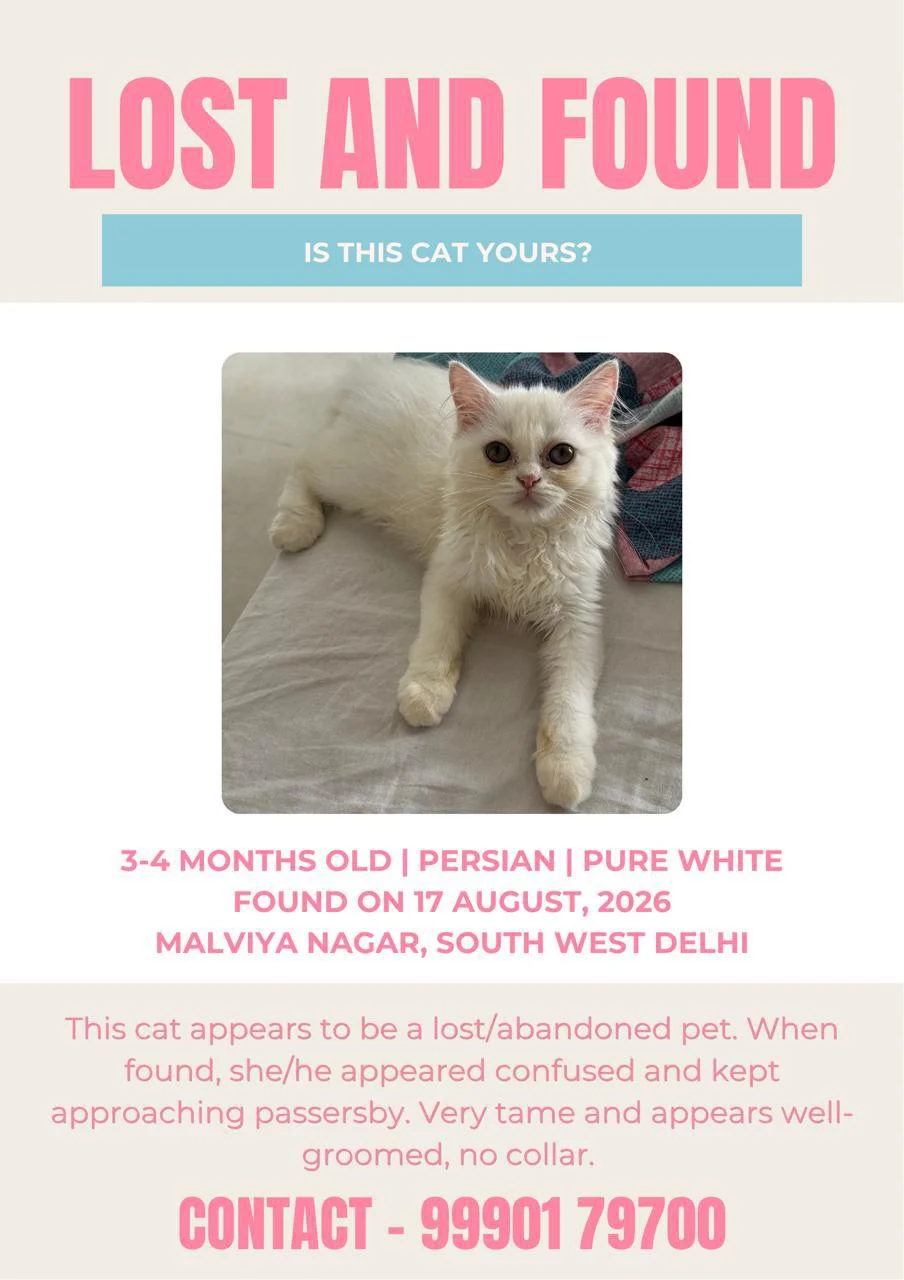 A lost and found notice showing a young pure white Persian cat sitting on a bed, found on 17 August 2026 in Malviya Nagar, South West Delhi.
