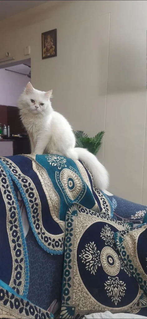 A white Persian cat sitting on a decorated cushion indoors, Vizag
