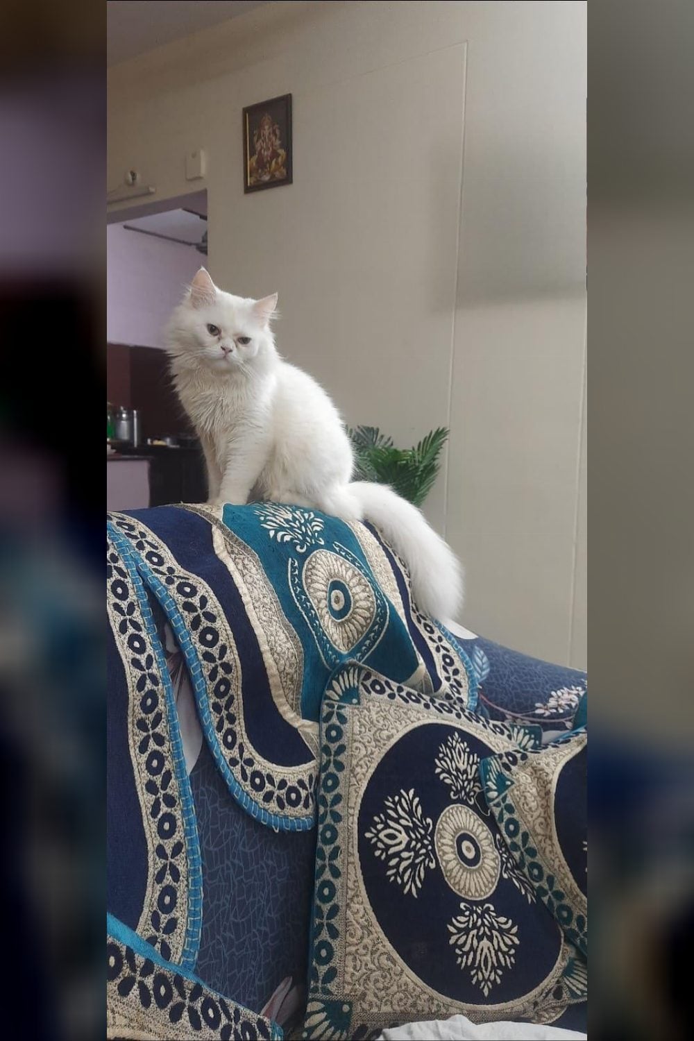 Two Persian Cats Are Being Given Up for a New Baby — Visakhapatnam