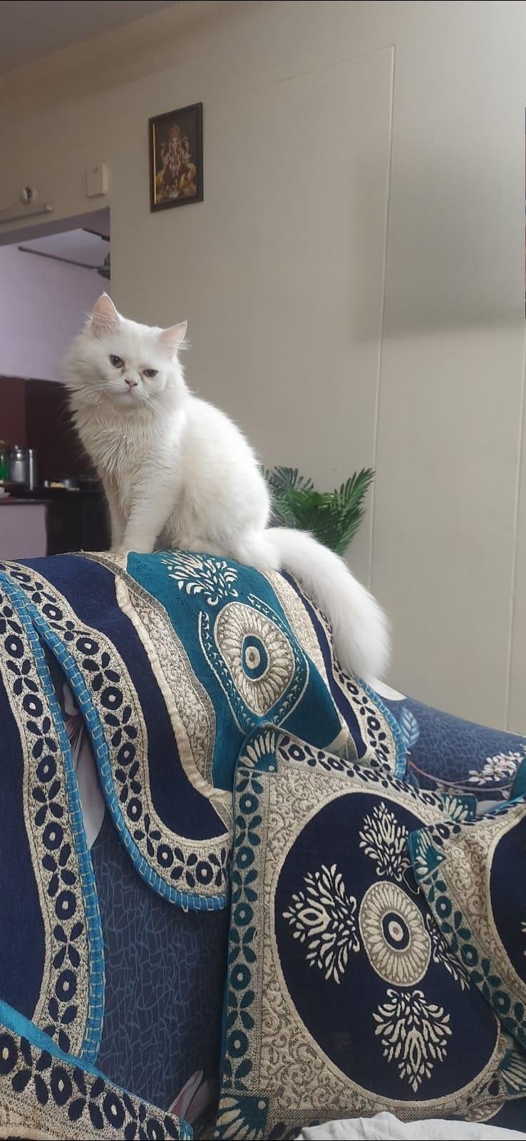 A white Persian cat sitting on a decorated cushion indoors, Vizag