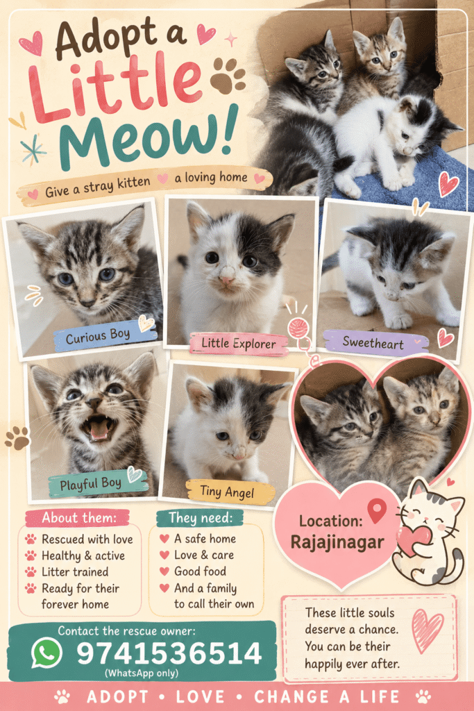 Kittens up for adoption in Rajajinagar, Bangalore - kitten in Bengaluru