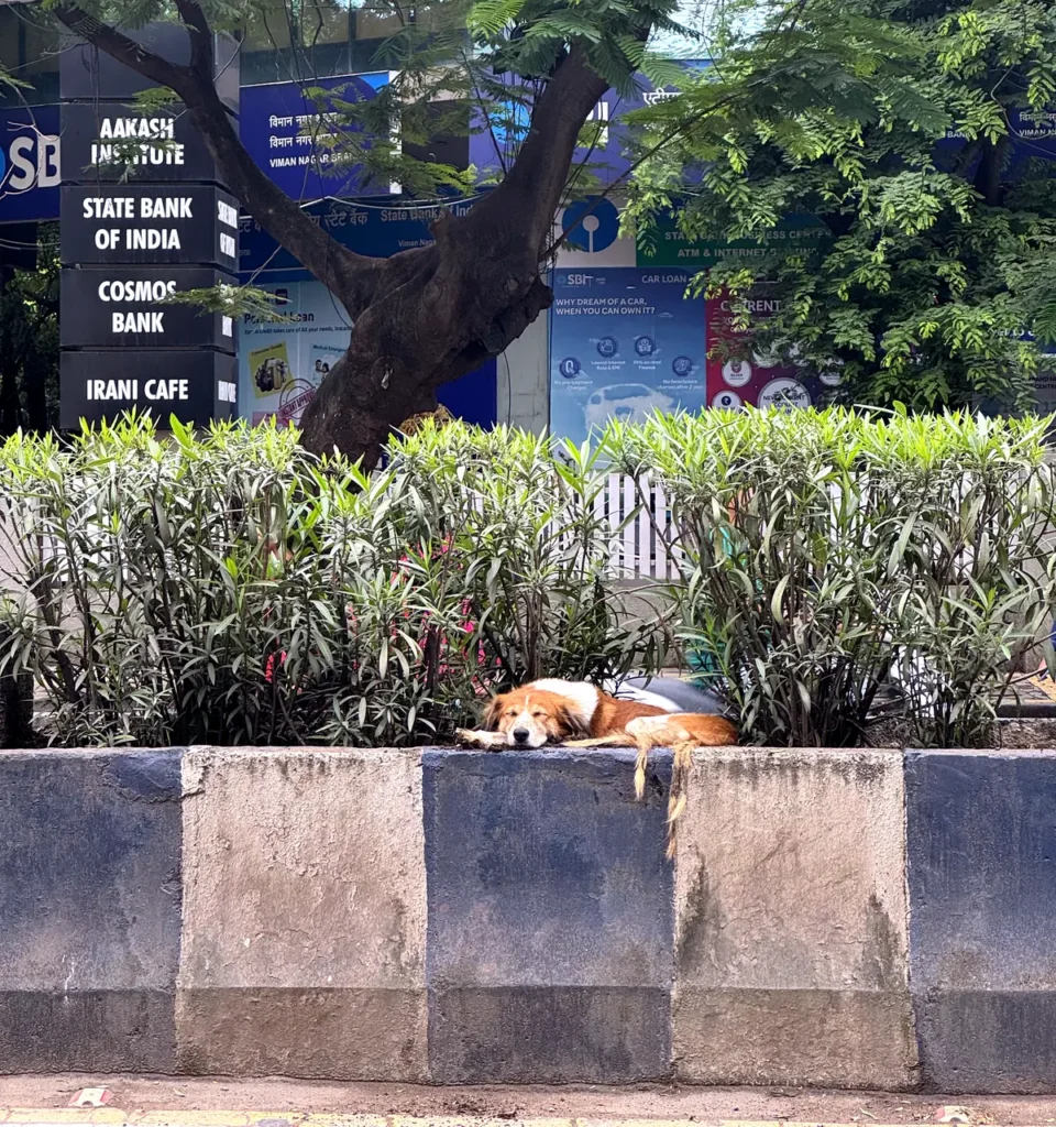 Pune street dog sleeping on a road median in Viman Nagar, face visible, near Aakash Institute, SBI and Irani Cafe signage.