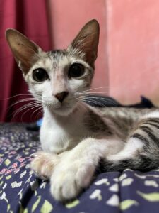 Little Rowdy is up for adoption!
