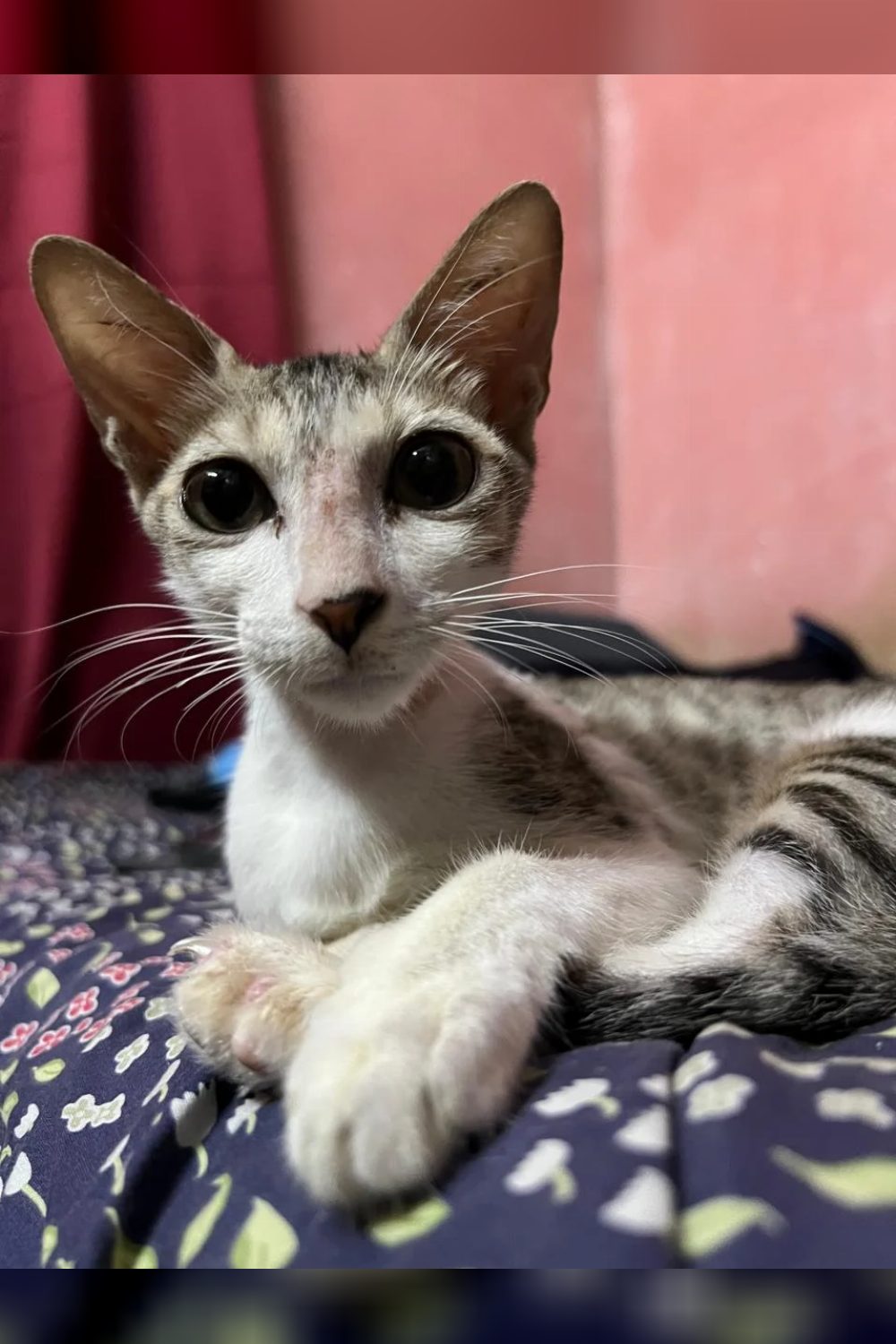 Little Rowdy is up for adoption! — Chennai
