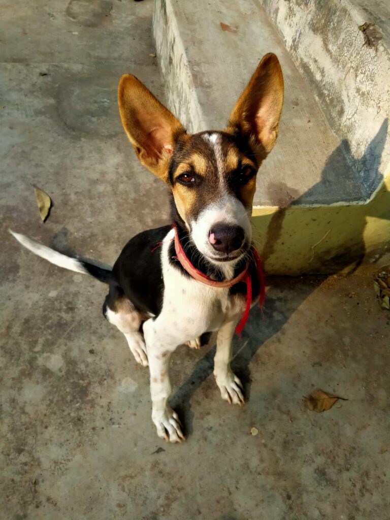 One-year-old male indie dog who looks like a German Shepherd, up for adoption in Hyderabad