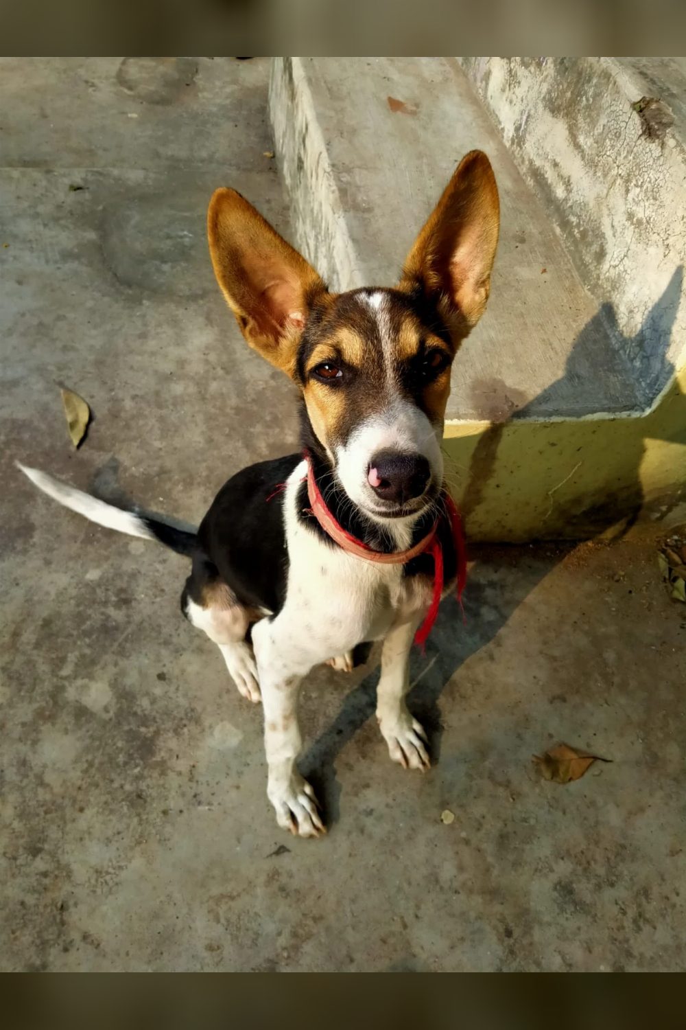 An indie who looks like a German Shepherd has two weeks to find a home — Hyderabad
