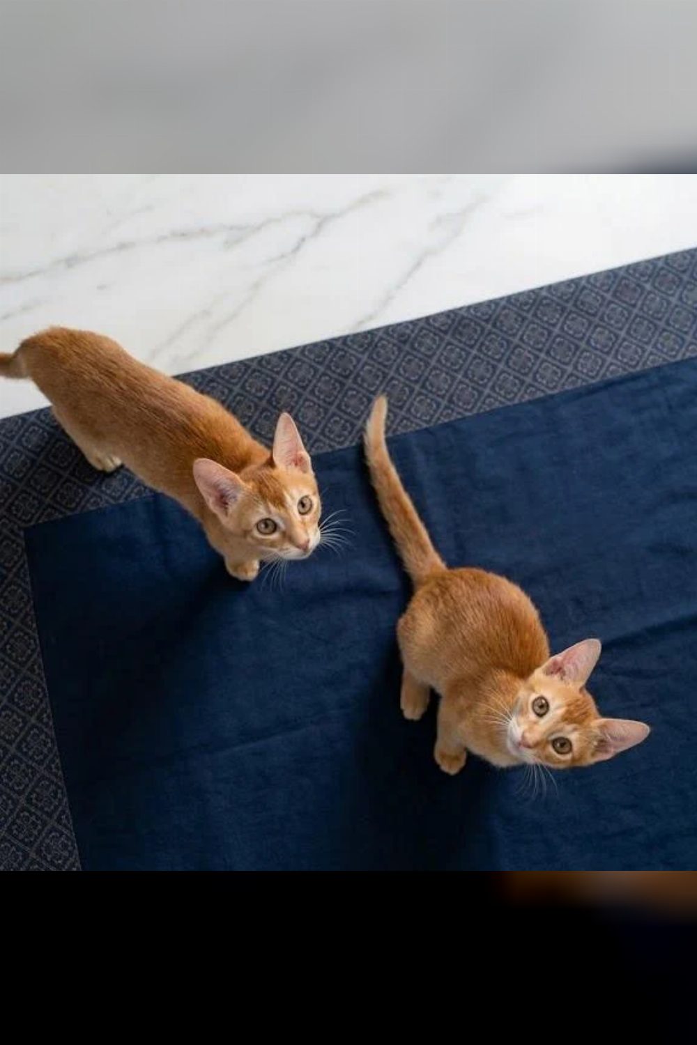 Two 8-week-old ginger tabby kittens need homes, one each is fine — Hyderabad