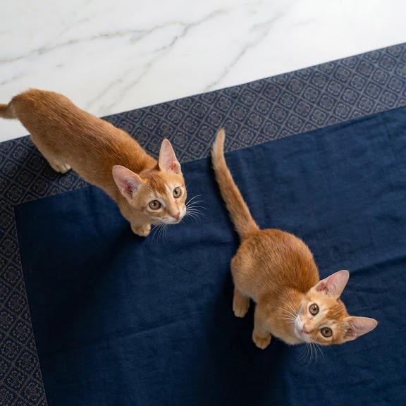 Two eight-week-old ginger tabby kittens fostered in Hyderabad, up for adoption