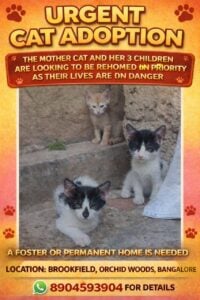 A mother cat and her three kittens need a home together