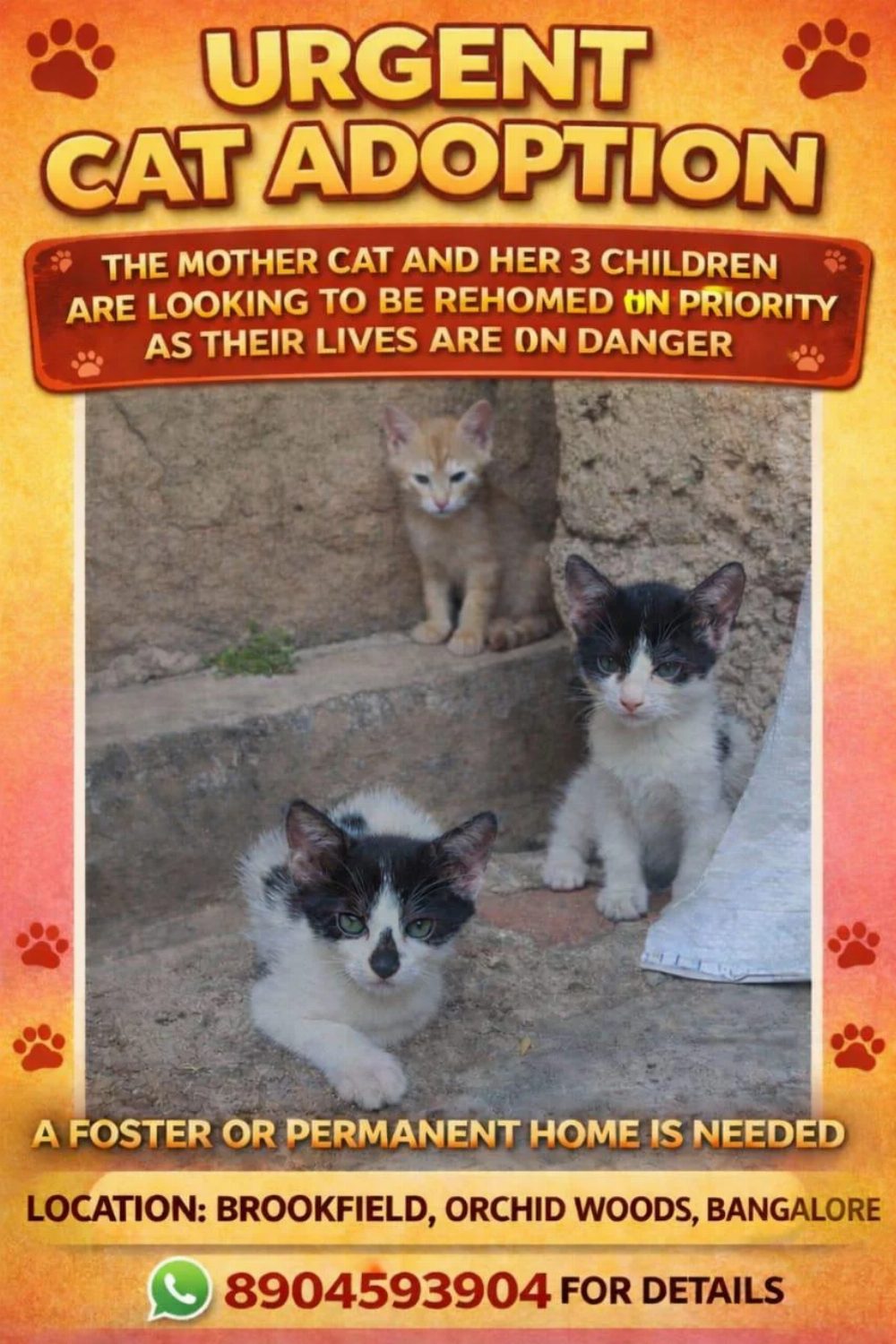 A mother cat and her three kittens need a home together — Bengaluru