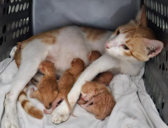 Five kittens and their mama need homes in the next month, adoptable cat in Chandigarh