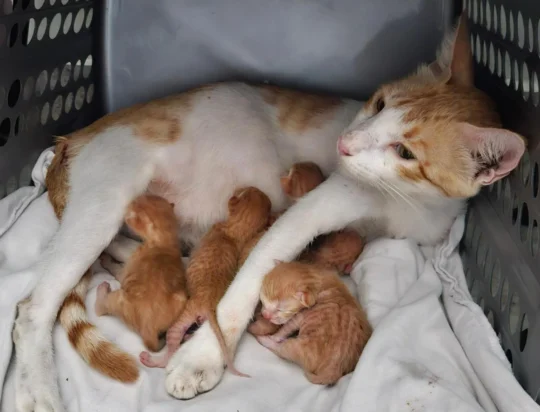 Five kittens and their mama need homes in the next month, adoptable cat in Chandigarh