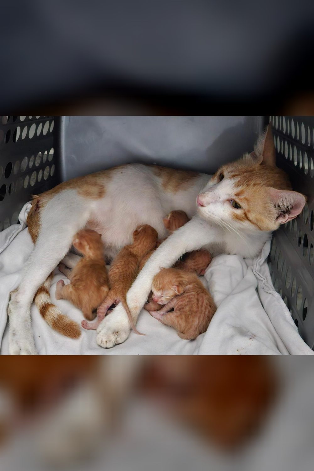 Five kittens and their mama need homes in the next month — Chandigarh