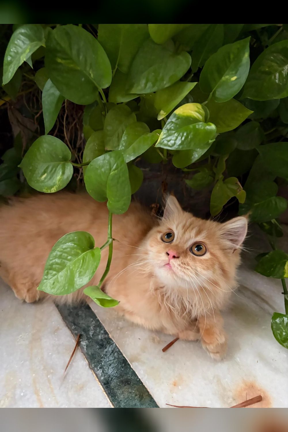 Two 4-month-old Persian kittens who would rather not be separated — Delhi NCR