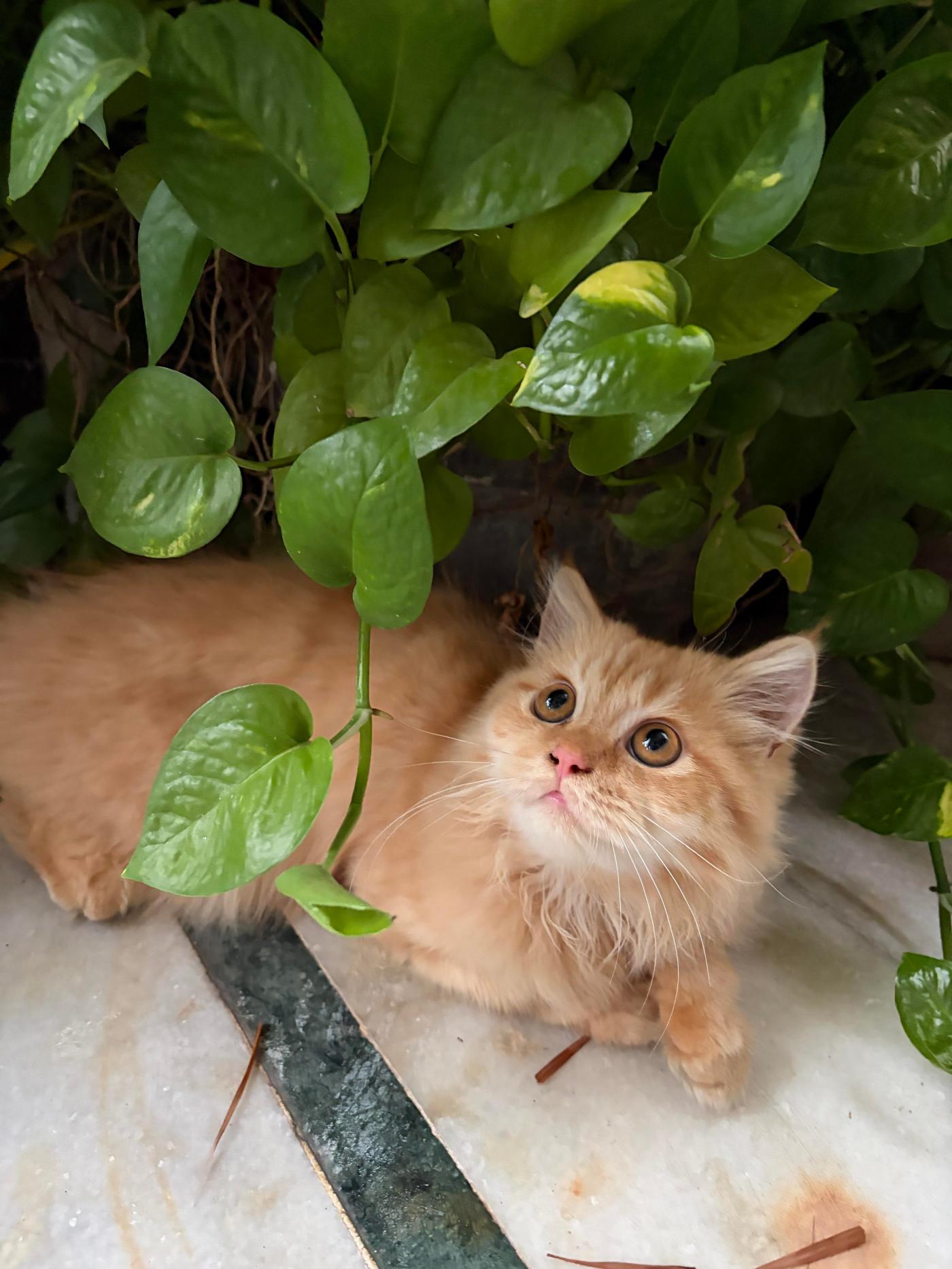 Two 4-month-old Persian kittens who would rather not be separated — Delhi NCR