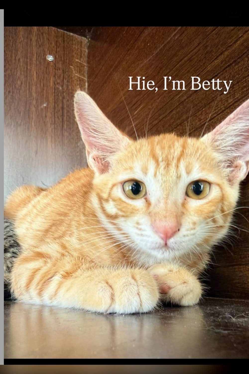 Betty and Her Sister, Two Bonded Orange Kittens, Need a Second Chance — Mumbai