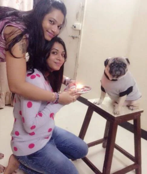 A pug wearing a rakhi on Raksha Bandhan