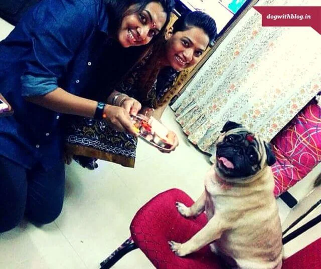 A girl ties a rakhi on her dog